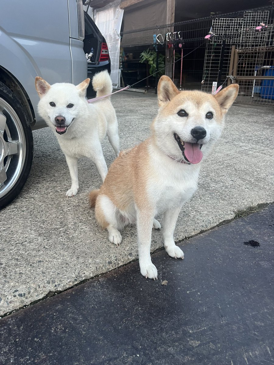 柴犬みかんQちゃん父ちゃん tweet media