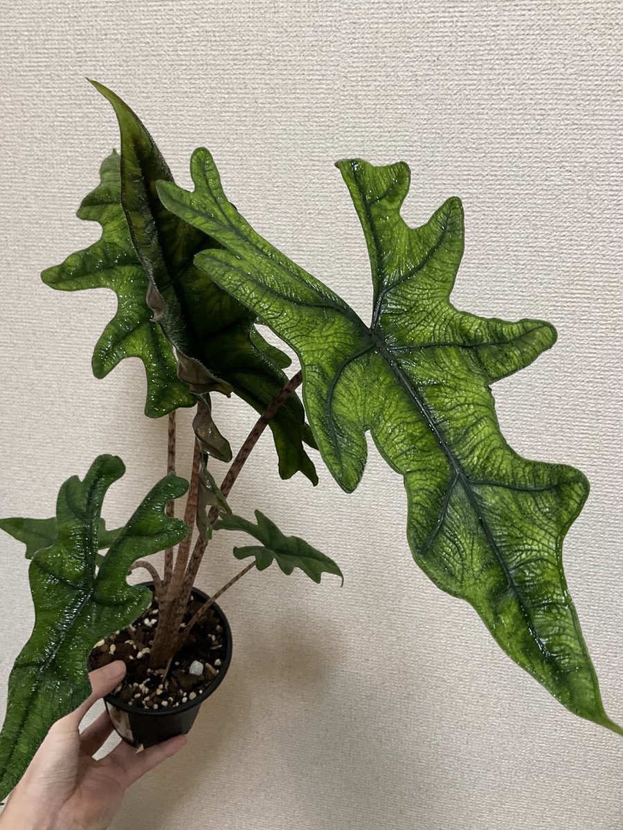 本日までセール❗️超絶希少❗️アロカシアマクロリザオーレア新葉展開中✨️ 超希少❗️黄斑❗️アロカシア マクロリザ オーレア✨ - メルカリ