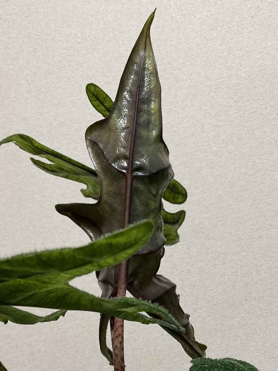 本日までセール❗️超絶希少❗️アロカシアマクロリザオーレア新葉展開中✨️ 超希少❗️黄斑❗️アロカシア マクロリザ オーレア✨ - メルカリ