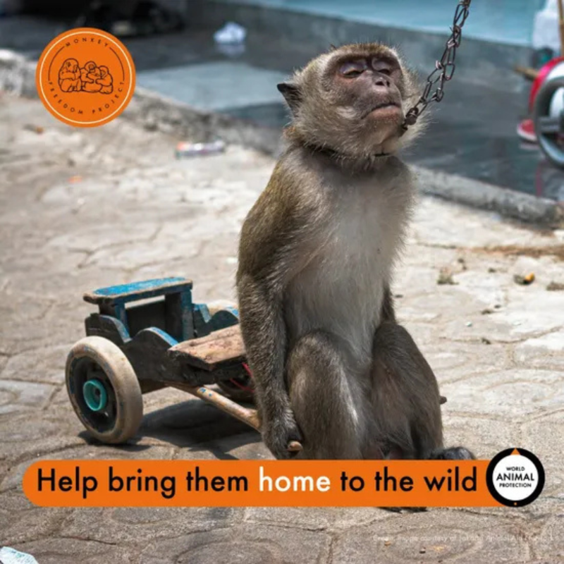 31 monkeys. One chance at freedom. These brave monkeys have spent years ...