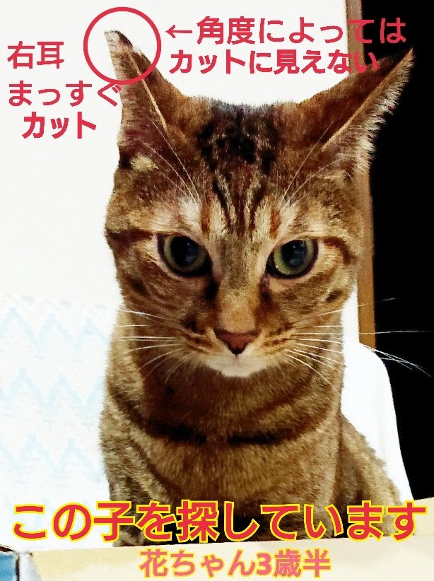 猫を探しています。花ちゃん3歳半くらい。特徴は右耳がまっすぐカットされていますが、角度によってはカットに見えないので、あえてこの写真も載せてみました。横浜市金沢区富岡東の自宅から行方不明。1年5ヶ月になります。ずっと探しています
#猫を探しています 
#拡散希望 
#リポストお願いします