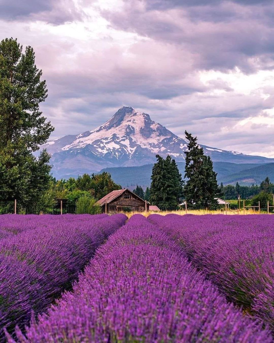 Lavender Valley Farm, Oregon, USA