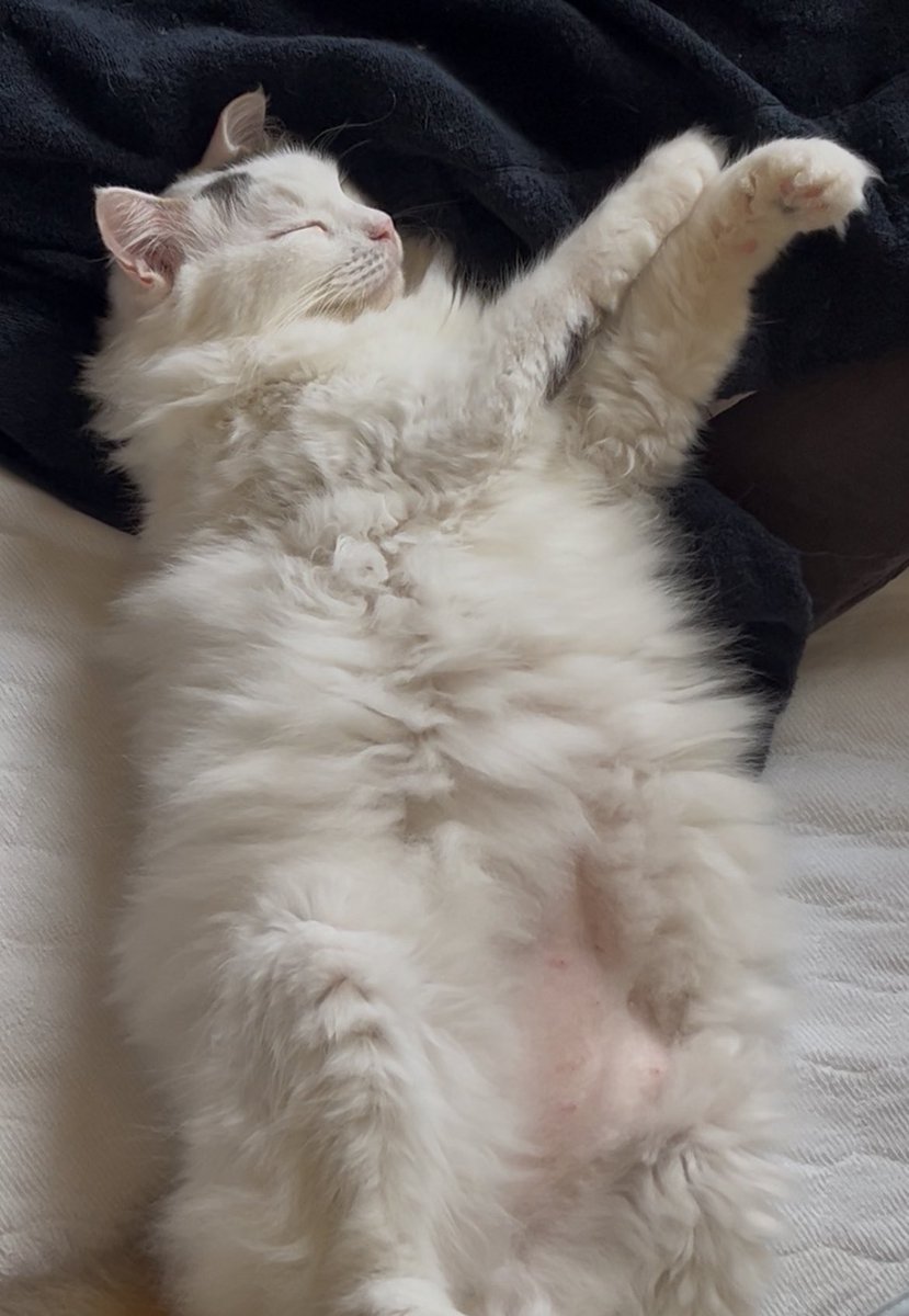 会報発送のお知らせ来た〜🙌
気持ちよさそうに寝てる😽

#ミスチル猫部