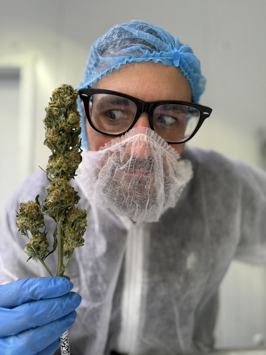 BACK IN THE DAYS
From the first harvest of Q-Farm
Weed Experiment in the Netherlands🇳🇱
<a href="/LaKaladaAsc/">La Kalada Asc</a> #teamextractions