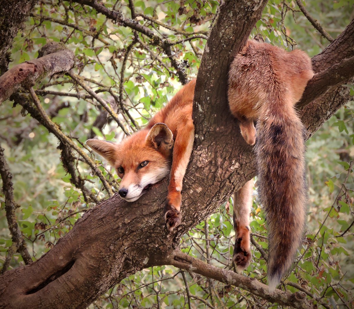 The art                                                                           The ref