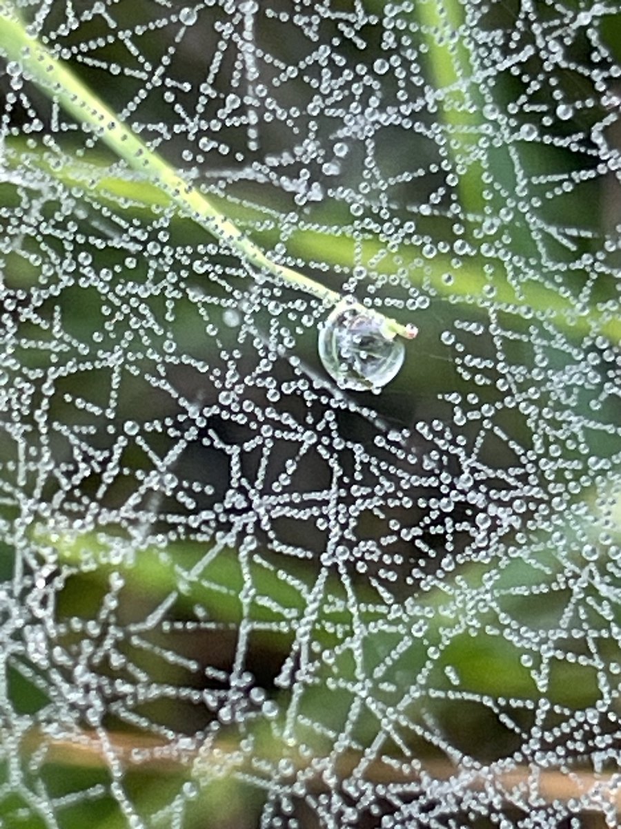 elneiman's tweet photo. En droppe i gräset och miljoner i spindelnätet. September! #natur #dagg https://t.co/kODzvQOcRa