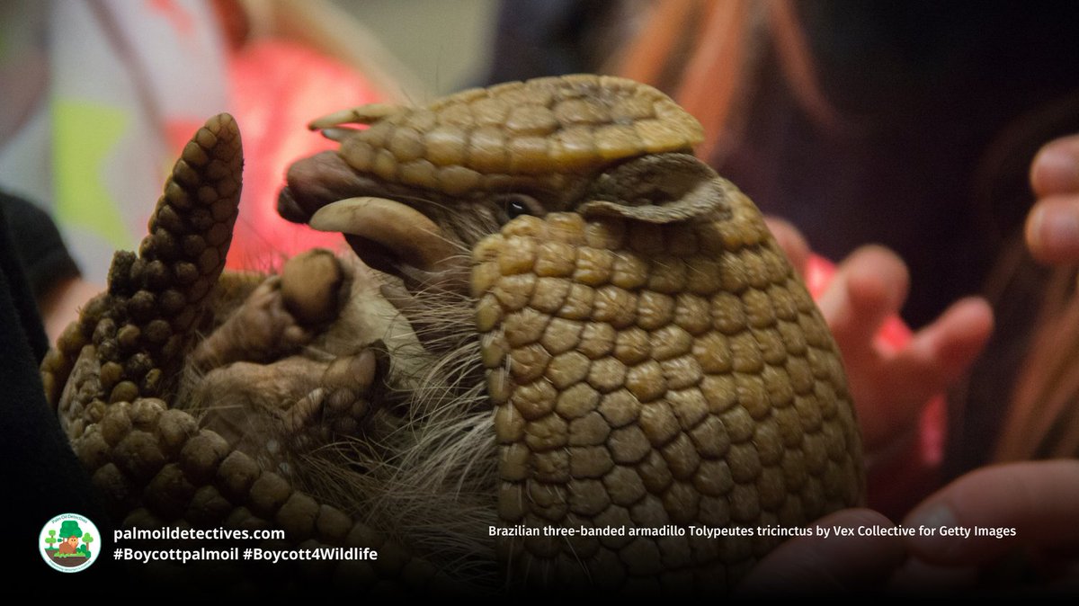 PalmOilDetect's tweet image. Resilient Brazilian three-banded #armadillos are fascinating real-life #pokemon of #SouthAmerica. They’re vulnerable from #palmoil meat and soy #deforestation in #Brazil. Resist their #extinction! Be #vegan #Boycottpalmoil #Boycott4Wildlife @palmoildetect wp.me/pcFhgU-8R9