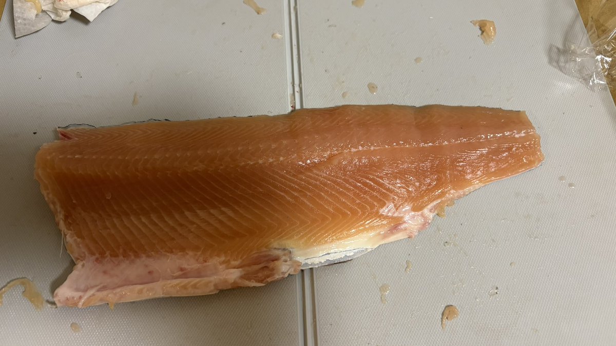 JJ0JXO's tweet photo. 先週末は台風一過のうらたんざわ🎣
いい感じの笹濁りで爆釣モード✌️
テンカラでスリリングなやり取りも楽しかった‼️

久しぶりに赤身（っぽい）鱒と卵がいっぱい出て来たので、ます親子丼作ってみたらなかなか良き😆

#うらたんざわ
#テンカラ
#エリアトラウト
#ニジマス料理 https://t.co/ztr36GoUZv
