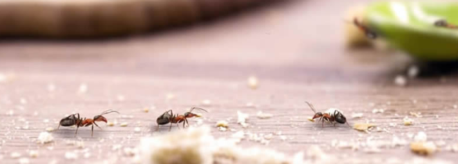 Propestmel's tweet image. Ant invasion alert!
Ants don’t just show up — they set up camp. Get rid of them for good with our targeted treatments.
🚫 Tiny pests, big problems — solved!
#AntControl #PestFreeZone #HealthyLiving 💪🍽️