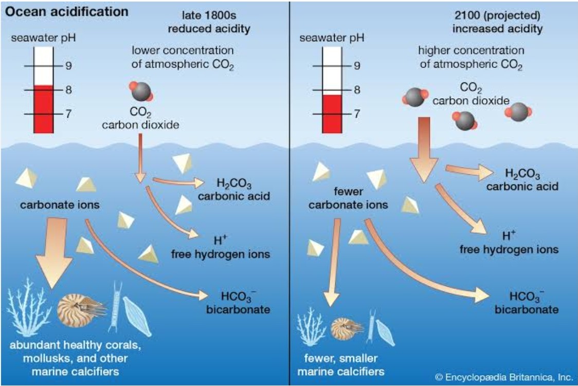 Worsening ocean acidity from human caused CO₂ is a key element of the UN's faltering global warming crisis. But this claim is false &amp; the UN's decades long climate swindle is likely to destroy western society. The UN claims pH levels rose from 8.2 (more alkaline) before