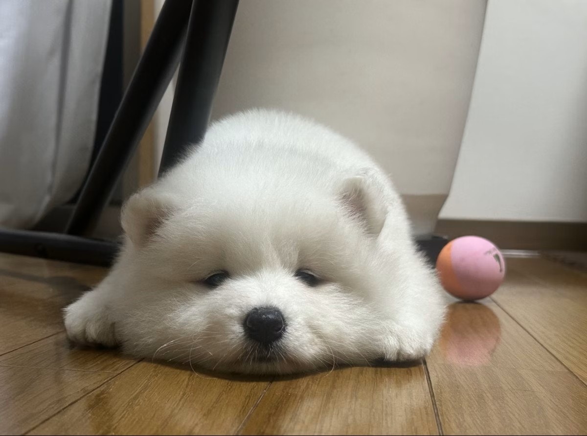 【ふわふわ】「お餅すぎる」 生後2カ月のサモエド、かわいすぎて15万いいね
news.livedoor.com/article/detail…

生後2カ月のさだはる君の寝姿が、まるでお餅のようだと写真を投稿。この投稿には「この世の全てのカワイイをこの犬に置いてきた」「アザラシのよう」などのコメントが寄せられた。