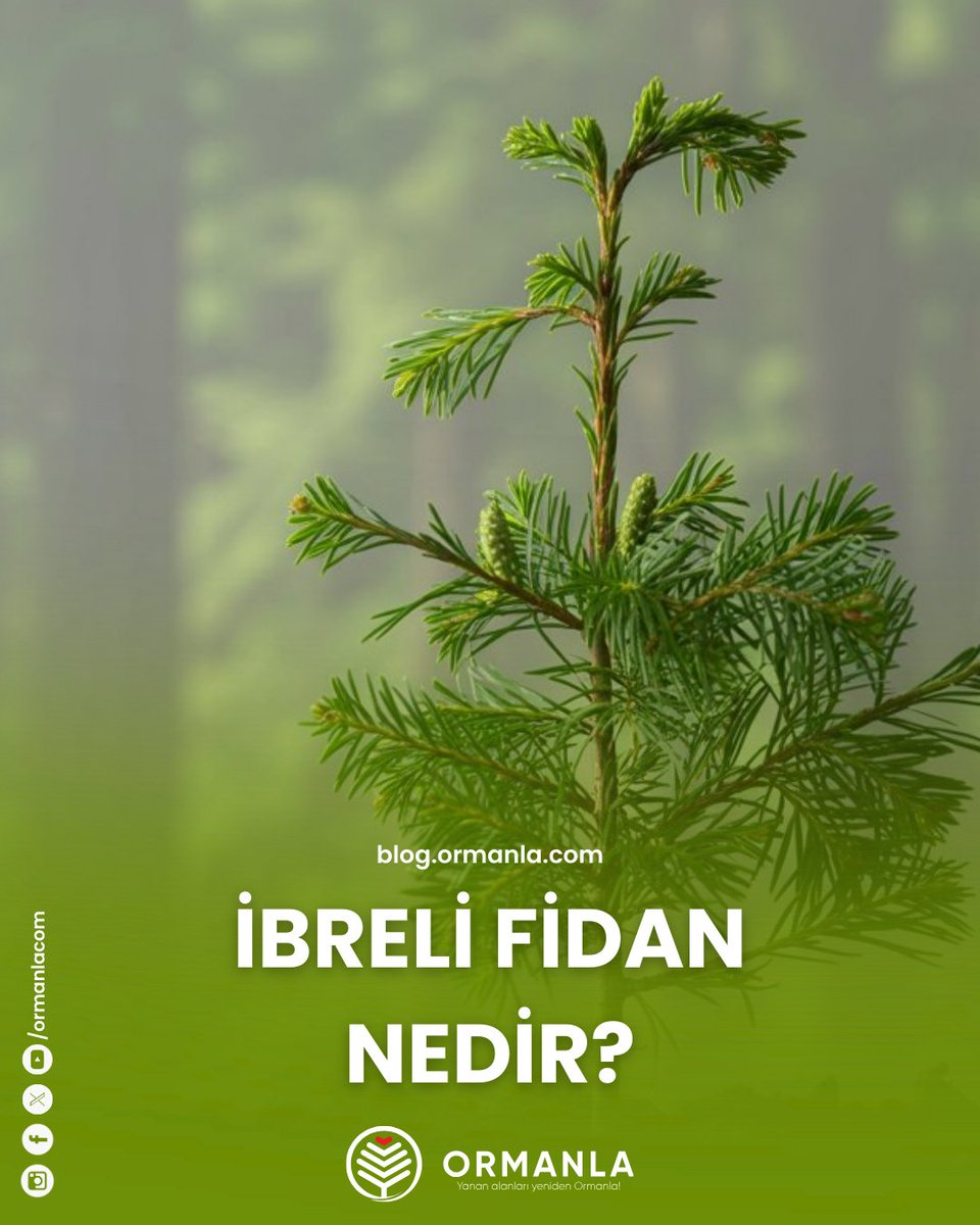 🤔 İbreli Fidan Nedir?
🌲İbreli fidanlar, adını sahip oldukları ince, uzun ve sivri yapraklardan alır. Bu yapraklar, halk arasında “iğne yaprak” olarak da bilinir. Çam, ladin, köknar, servi ve ardıç ağaçları, ibreli fidanlara örnektir.
🔗 blog.ormanla.com/ibreli-fidan-n…