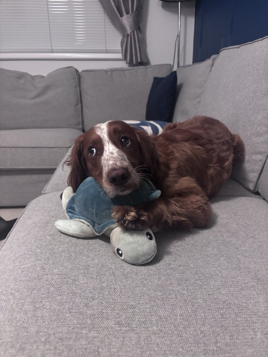 mozza_lee's tweet image. The face of a dog that has just learnt his new name is - Cooper Nuno Ange Postecoglou

Wonder how long his name will be in a few years from now?! 

Really shouldn’t name pets after forest managers! 

#NFFC #BigAnge