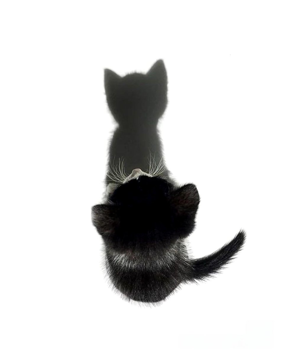 Firuze Taş (@firuze_tas) on Twitter photo 