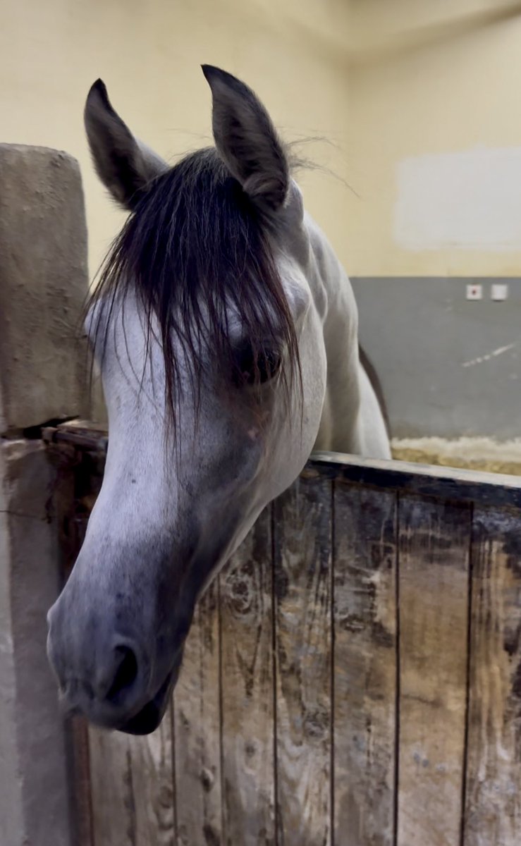 هذه الفرس العربية الجميلة ولدت خلال الحرب وسميت #غزة 
تبارك الرحمن