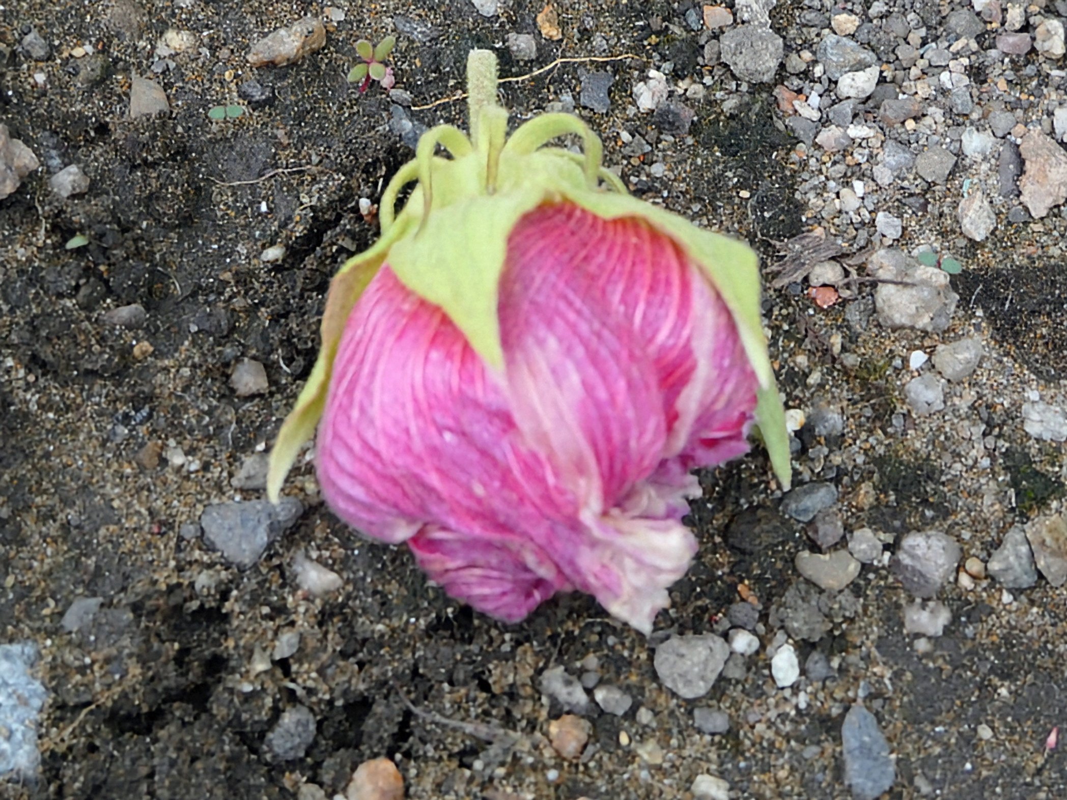 たけなかいさお on X: 