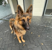 Please retweet to help find a home for this abandoned dog, Flame, found 24 August #SUFFOLK #UK 
WE CAN NOW TAKE ENQUIRIES FOR THIS DOG
FLAME FEMALE GSD X
APPROX 18MTHS +
THIS PRETTY GIRL CAN BE A LITTLE SHY AROUND NEW
PEOPLE BUT LOVES A FUSS ONCE SHE KNOWS YOU, SHE
WILL NEED A
