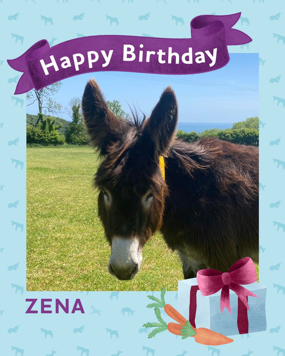 We're wishing adoption donkey Zena a very happy 16th birthday today! 🥳