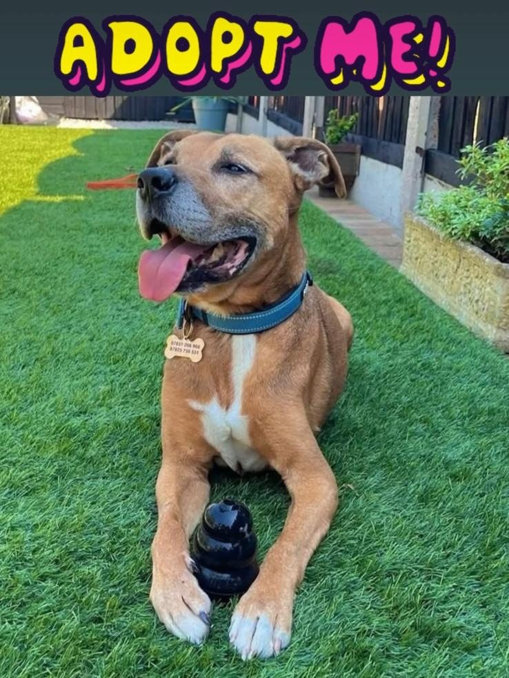 SeniorStaffy's tweet image. Happy #tongueouttuesday from our beautiful boy Buddy!
He&apos;s having a great time in foster but would really love to find his furever family, maybe that&apos;s you?
To discover more about our bestest boy, please click here...
seniorstaffyclub.co.uk/adopt-a-staffy… #teamzay #AdoptDontShop #rescuedog ❤️