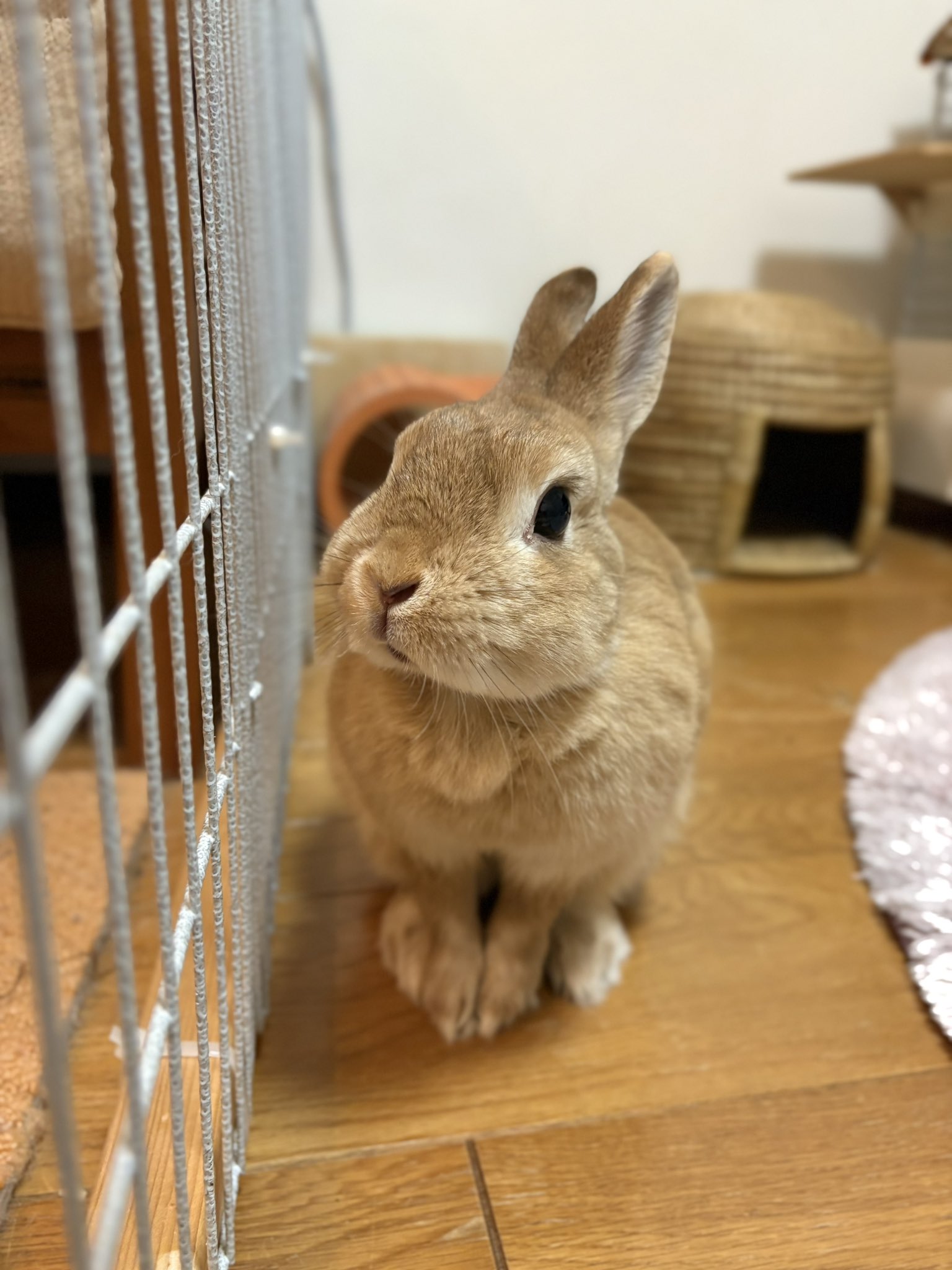 うさぎ ねこ うさぎ うさぎのしっぽ通販は、『うさぎと暮らす 94号』を全国へお届け