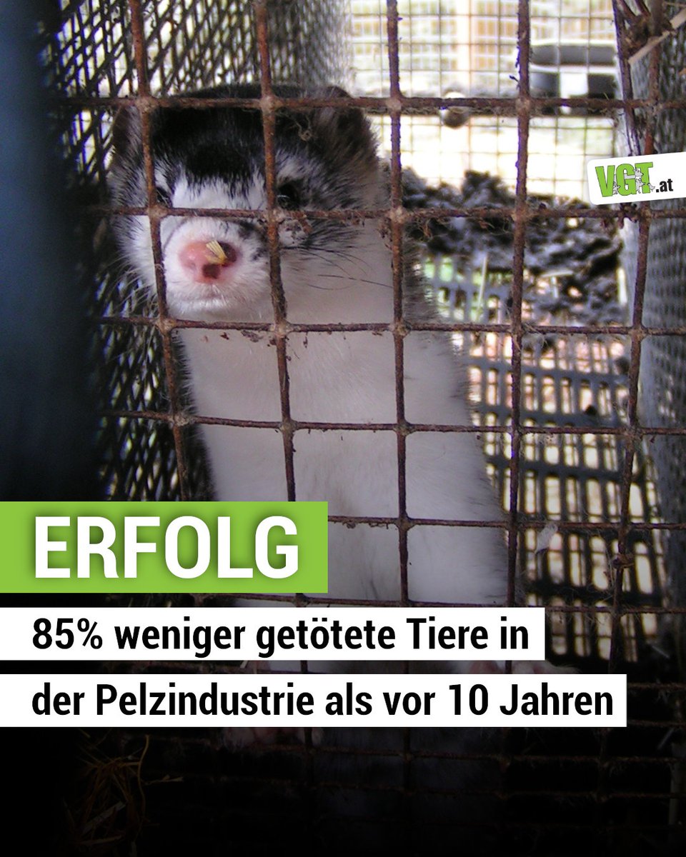 vgt_at's tweet image. ZEIT FÜR GUTE NACHRICHTEN! Die Pelzindustrie befindet sich weltweit auf dem Rückgang! Heute werden rund 85% weniger Tiere für Pelz getötet als noch vor zehn Jahren, ein Meilenstein, der zeigt, wie stark sich gesellschaftliche Haltung und Nachfrage verändert haben.