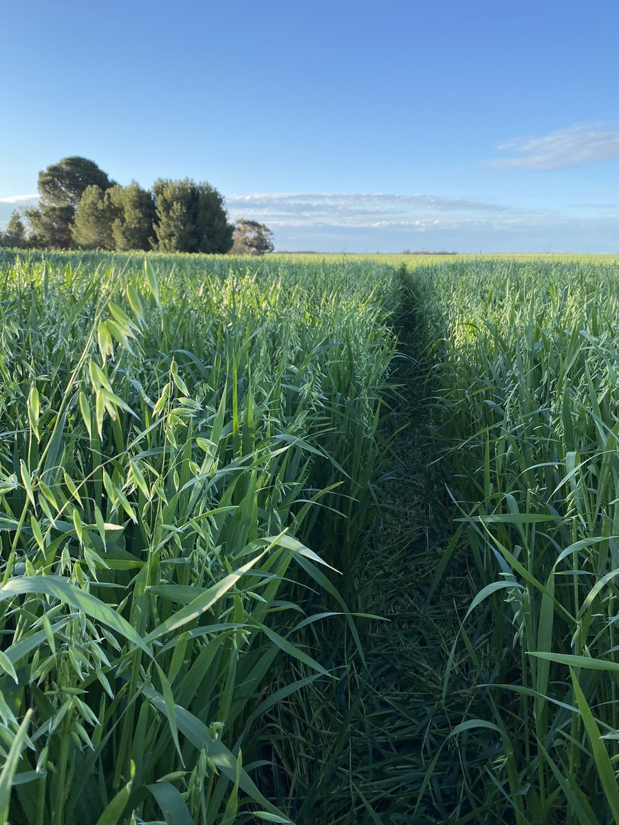 A quick walk through the oats looking for a missing shoe. Not much hope of finding it out here I don’t think. Cross sowing is painful at seeding time but nice to see the extra competition now. Hay time approaching!