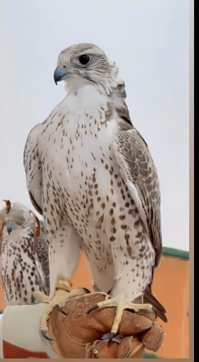 كل ماارتخت عزومي قلت : لو ماأنا بكفو ماجاتني الكلايف .