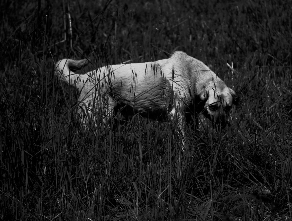 Görkem Keser tweet media