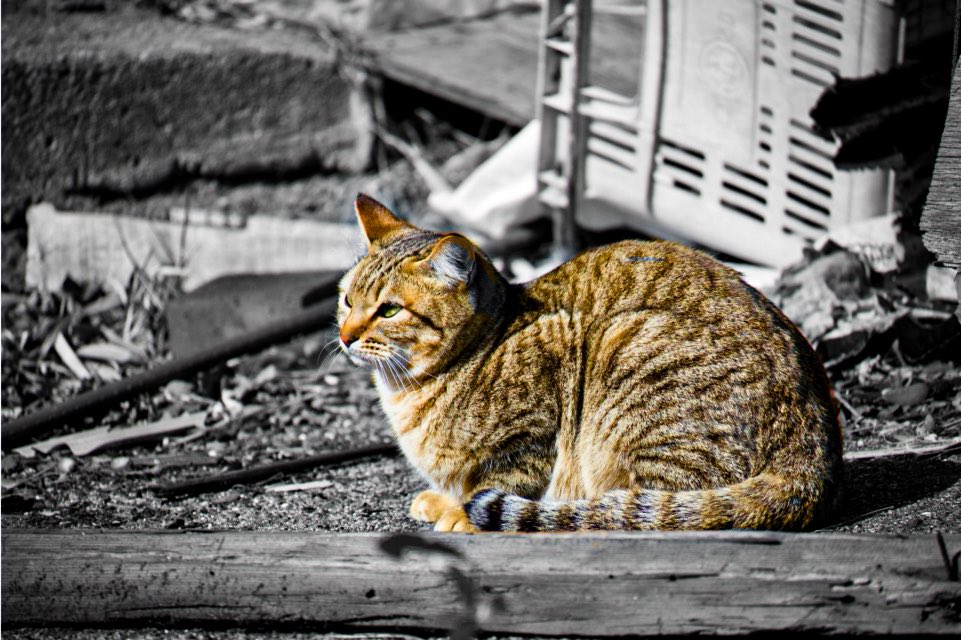 mocking_pot's tweet image. #selectivecolor 
生名島の猫