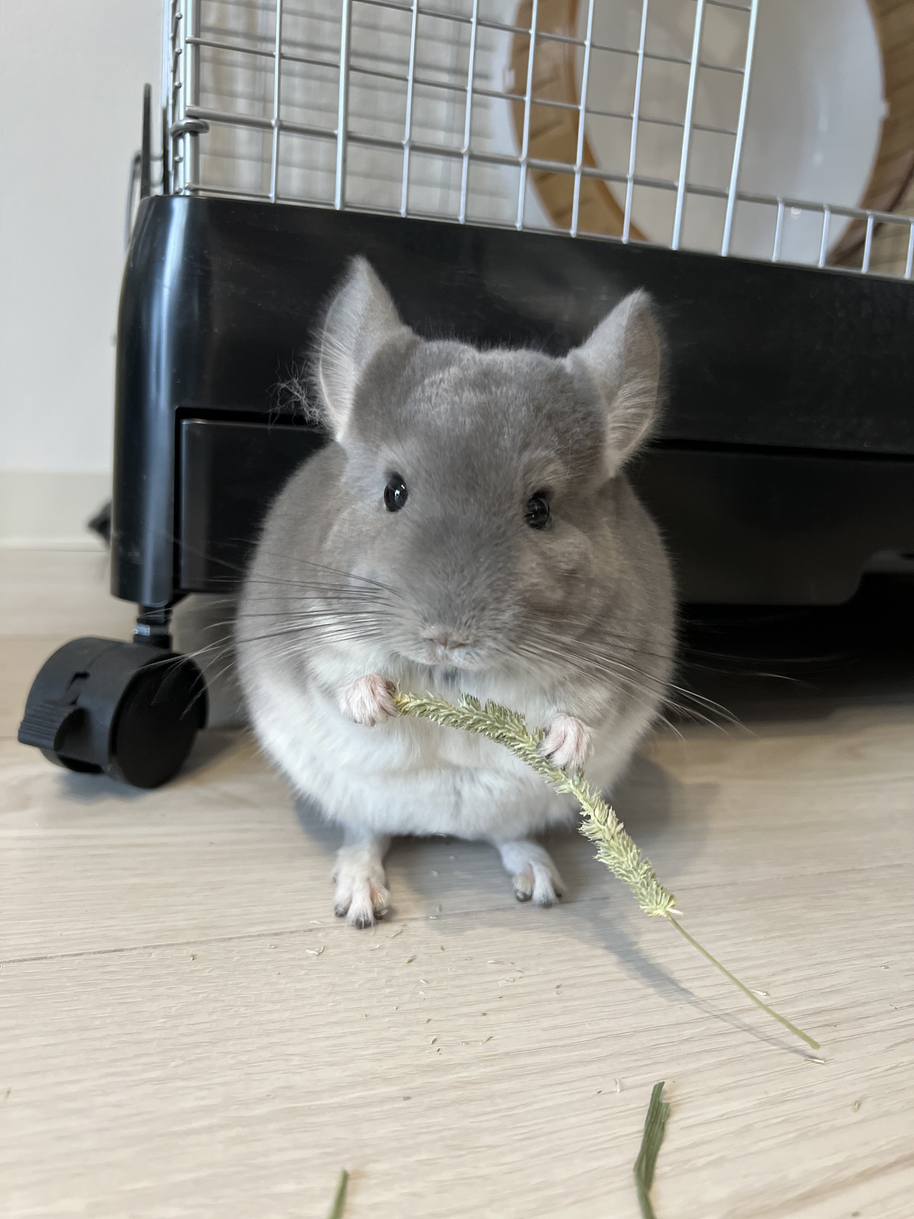 ちぃ様　チンチラちゃん専用のページ ちぃ様 チンチラちゃん専用のページ 横顔集でしゅ！ #チンチラ