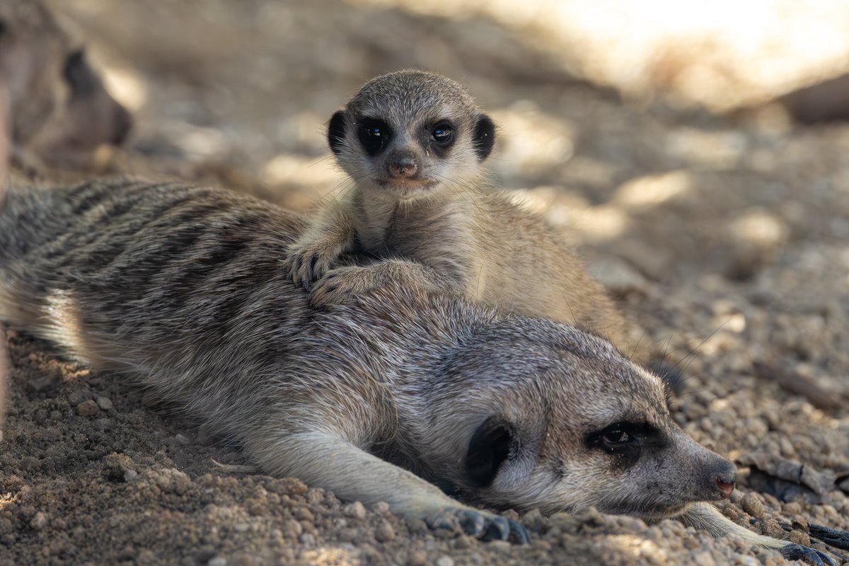 パネルの人 on X: 