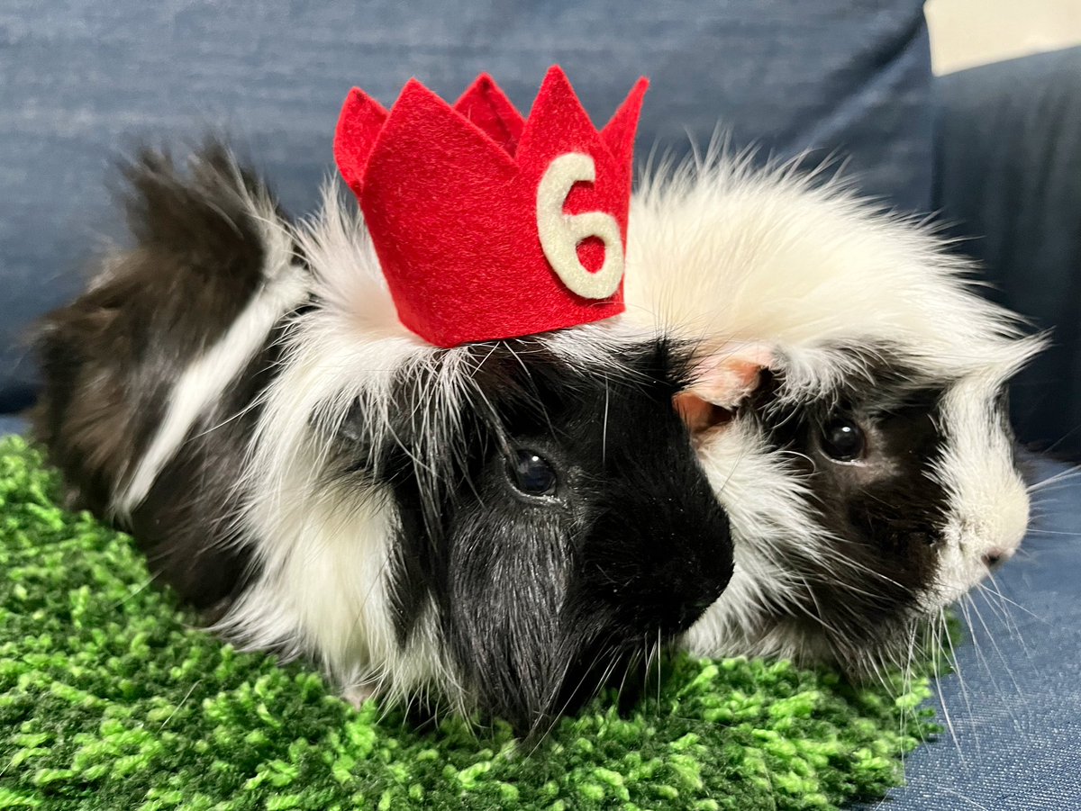 chata_goma's tweet photo. ✨🐹Happy Birthday🐹✨

ごまちゃん、6歳になりました！
これからも沢山食べて長生きしてね
いつもありがとう、大好き❤️  

 #モルモット https://t.co/T28DneVr5a