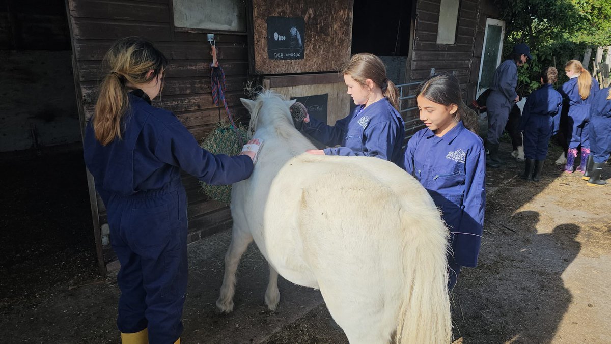 Group 3 have groomed the horses, mucked them out and put them out in the fields.
