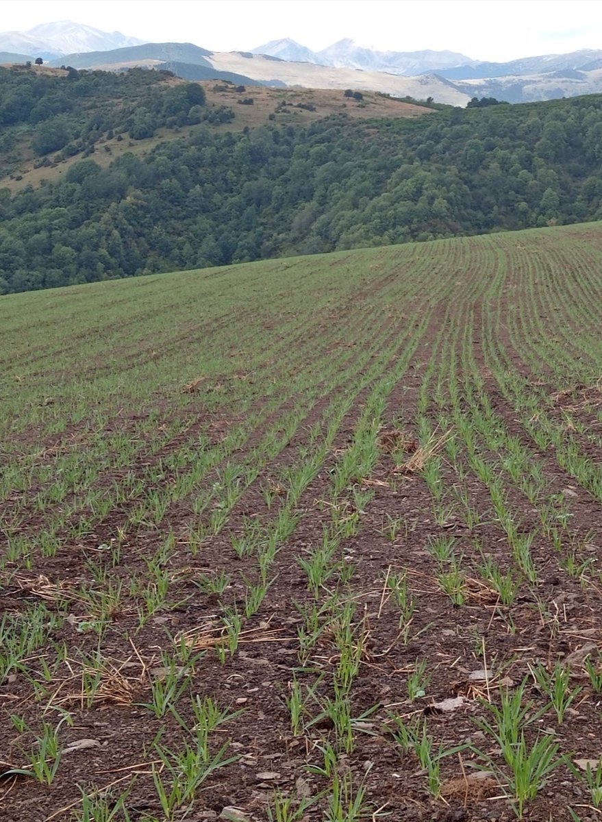 Avui és el dia mundial de l'agricultura.
De les activitats més antigues de la humanitat.
Milers d'anys després encara som aquí i contemplem meravellats els fruits del nostre treball.
Mai oblideu d'on veniu i mai oblideu els que encara som aquí.
Salut i AgriCultura
#ViscaLaTerra🚜