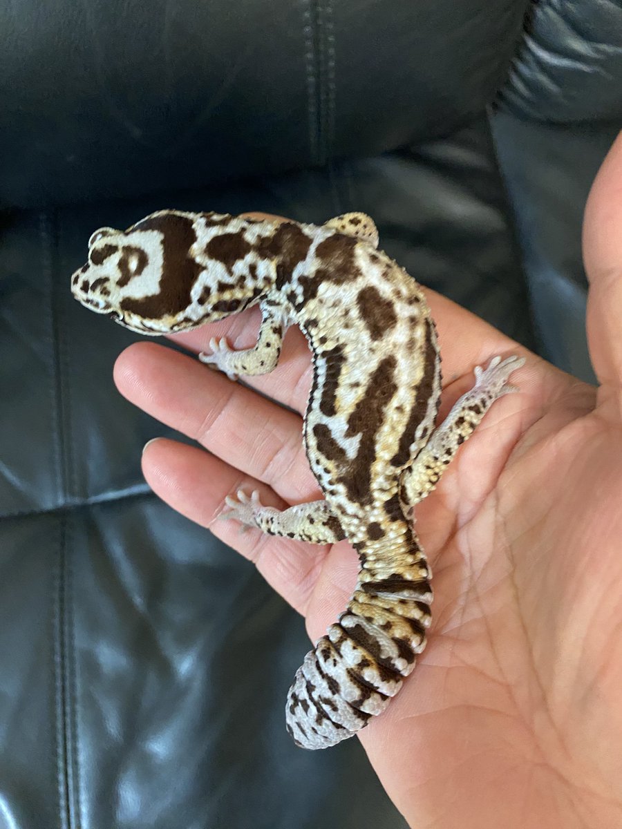 RCgVGTAjkRf6bQT's tweet image. つよしくん🦎
レプタイルズBOXをメンテナンス中！
本当に可愛い😍
大人しいわりに活発♪
今日もいい感じ

#ニシアフリカトカゲモドキ
#ファインレプタイルズ