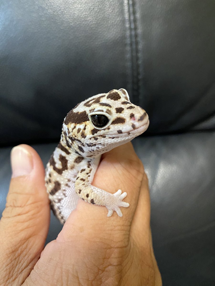 RCgVGTAjkRf6bQT's tweet image. つよしくん🦎
レプタイルズBOXをメンテナンス中！
本当に可愛い😍
大人しいわりに活発♪
今日もいい感じ

#ニシアフリカトカゲモドキ
#ファインレプタイルズ