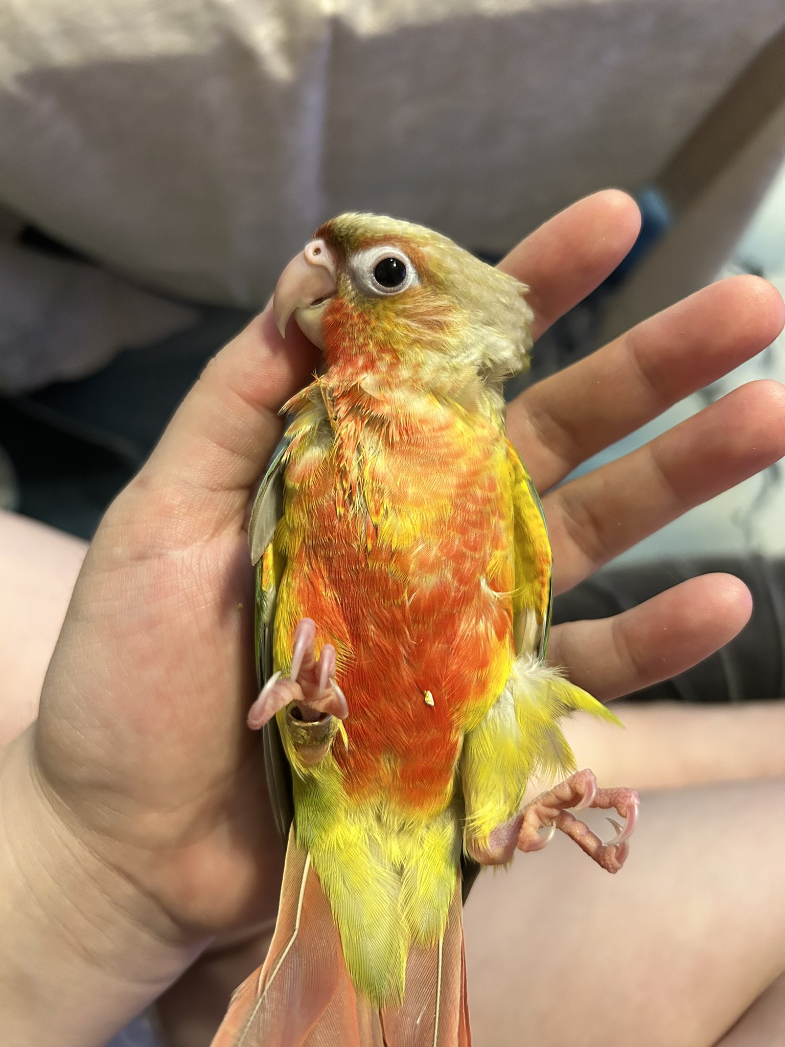 【メイタン様ご確認ページ】ハリネズミ ハリネズミ - Search / X