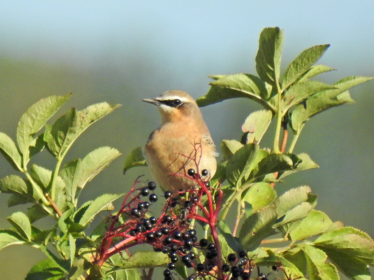 At least 9 Northern Wheatear at Drifton Hill this morning also Whinchat,Stonechat,2 Common Whitethroat,20+Linnet a few Swallows going through,Common Buzzard,2 Red Kite.