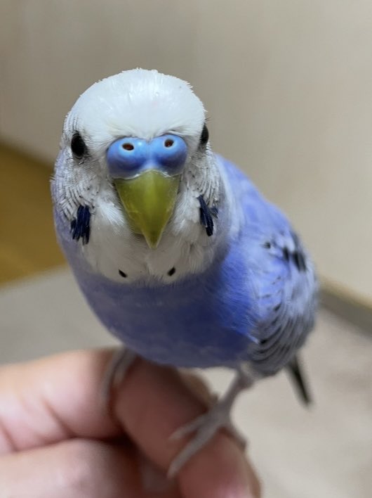yasukoponpon's tweet photo. #迷子鳥

あの日から２年
思わない日はない

怖い思いさせてごめん
ツラい思いさせてごめん
ひもじい思いさせてごめん
心細い思いさせてごめん
見つけられずごめん

何をしても償えない
ツラいと私が言ったら申し訳ない

ただ無事でいて
ずっと大好きだよポンポン

ごめんね https://t.co/fxfE0DpelA
