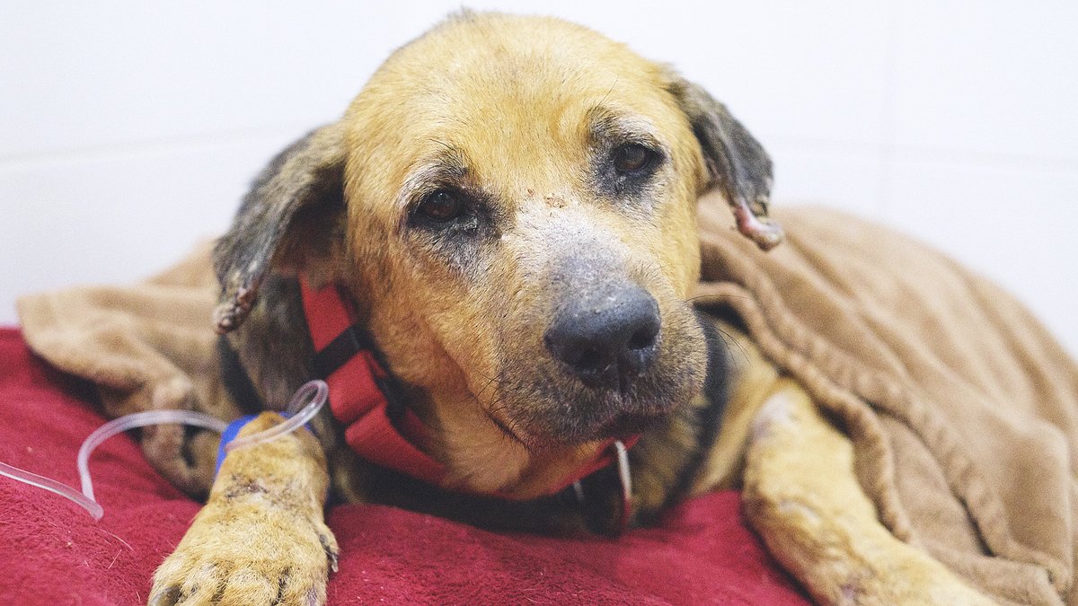 🐾 Necessitem el teu vot! Hem presentat el projecte “Rehabilitando Vidas” i volem passar a la següent fase de #CompanionForLife. 📩 1. Vota’ns 2. Confirma el teu vot al correu que rebràs! 🔗 reintegrationeconomy.org/es/progetto/fu… #ProtectoraMataró #FundacióDaina