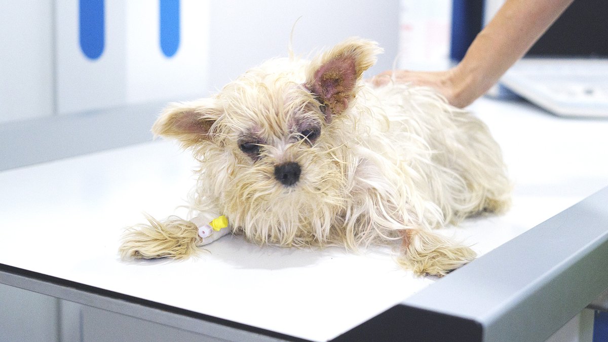 🐾 Necessitem el teu vot! Hem presentat el projecte “Rehabilitando Vidas” i volem passar a la següent fase de #CompanionForLife. 📩 1. Vota’ns 2. Confirma el teu vot al correu que rebràs! 🔗 reintegrationeconomy.org/es/progetto/fu… #ProtectoraMataró #FundacióDaina