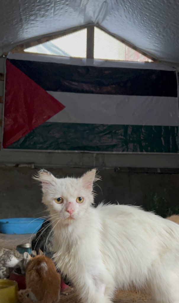 RescueCare's tweet photo. To all my loyal friends😩🙏, I appreciate your tremendous support throughout this cruel war. Without your kindness and compassion, our fate and the fate of the shelter's animals would have been unknown. Since the morning, the shelling and belts of fire near the shelter intensified. The occupation sent evacuation messages to the area, and I received a recorded call warning me to head south quickly. After two years of genocide, oppression, and injustice, the occupation is repeating what it did to us at the beginning of the war. After two years of death, oppression, and exhaustion, it wants me to leave the shelter that my friends and I built after the occupation demolished my father's house and our first shelter at the beginning of the war. What does the occupation want from us? All this injustice and destruction is not enough. I don't know what to do, and if I think of fleeing south, where would I go?😞🤬🐾💔There is no place for us there, and if there is a place, the owner demands exorbitant rent. My heart is pounding with sadness and fear for my family and the Al-Farra family.😭😞🐾💔 Please, my loyal friends, stay by my side.😔😭🐾🙏🆘💔
PayPal: https://t.co/Lzv7nazr6v
GFM: https://t.co/MKk58SRPaQ