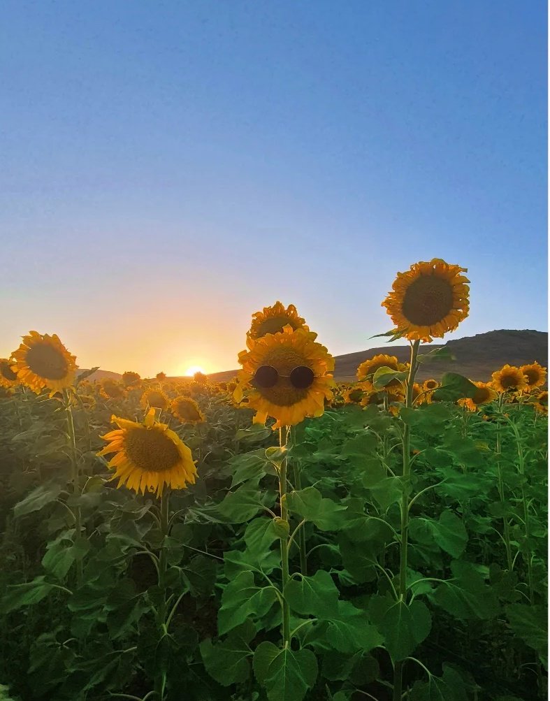 Güneşe dönmüyor ama olsun🤭