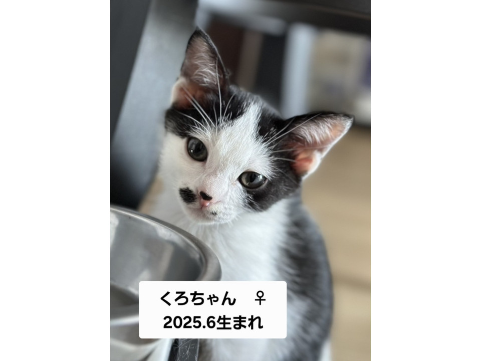 親ねこ3521 親ねこ3521 When his beloved sister comes to play, the ex