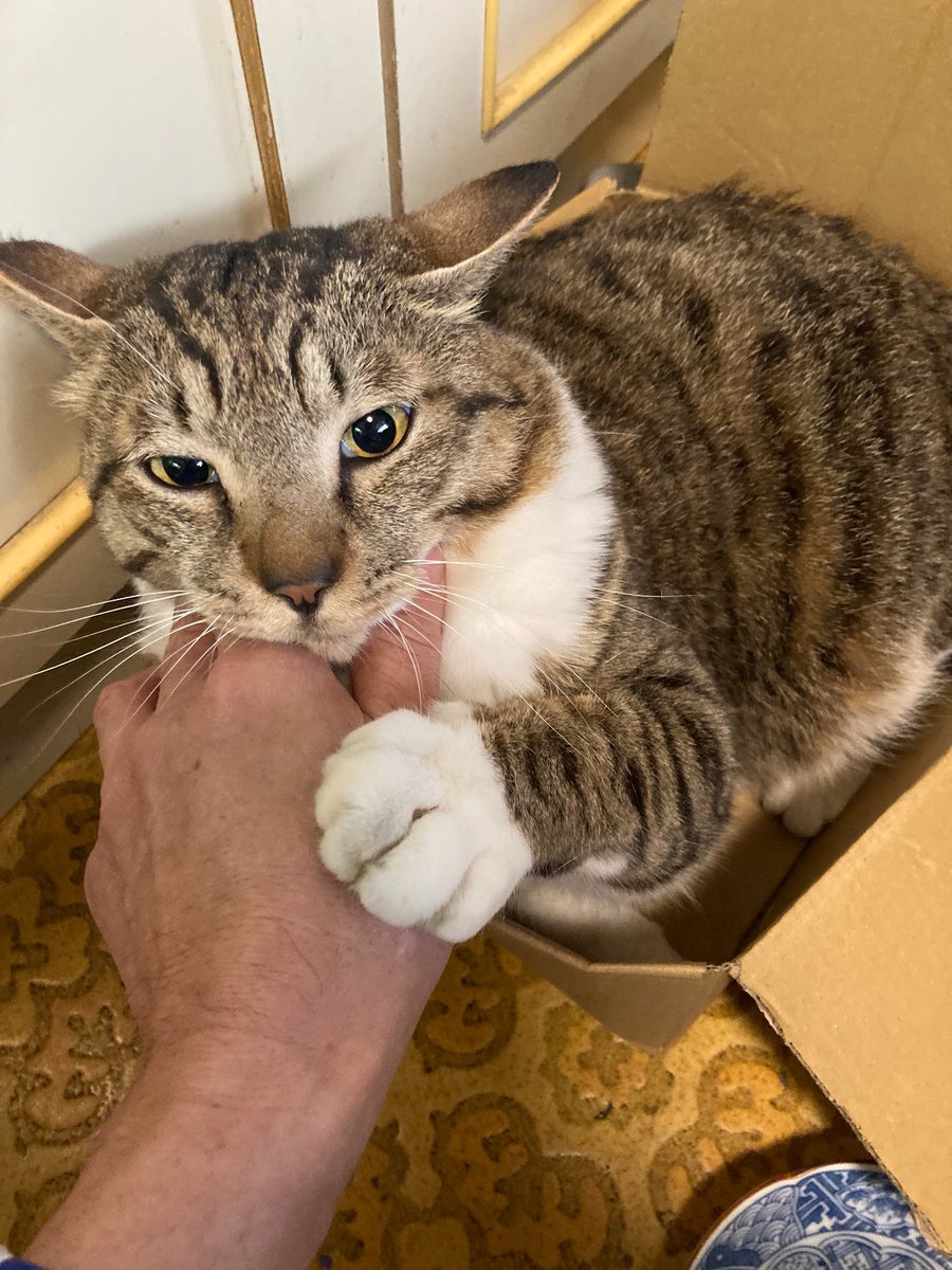 eebbii0125's tweet photo. お知らせです
2025年
8月8日
えび丸フジオ🐱
オス♂
🌈虹橋を渡りました🌈
生前皆様に可愛がってもらってありがとう御座いました🙏 https://t.co/oxeoyAWWHJ