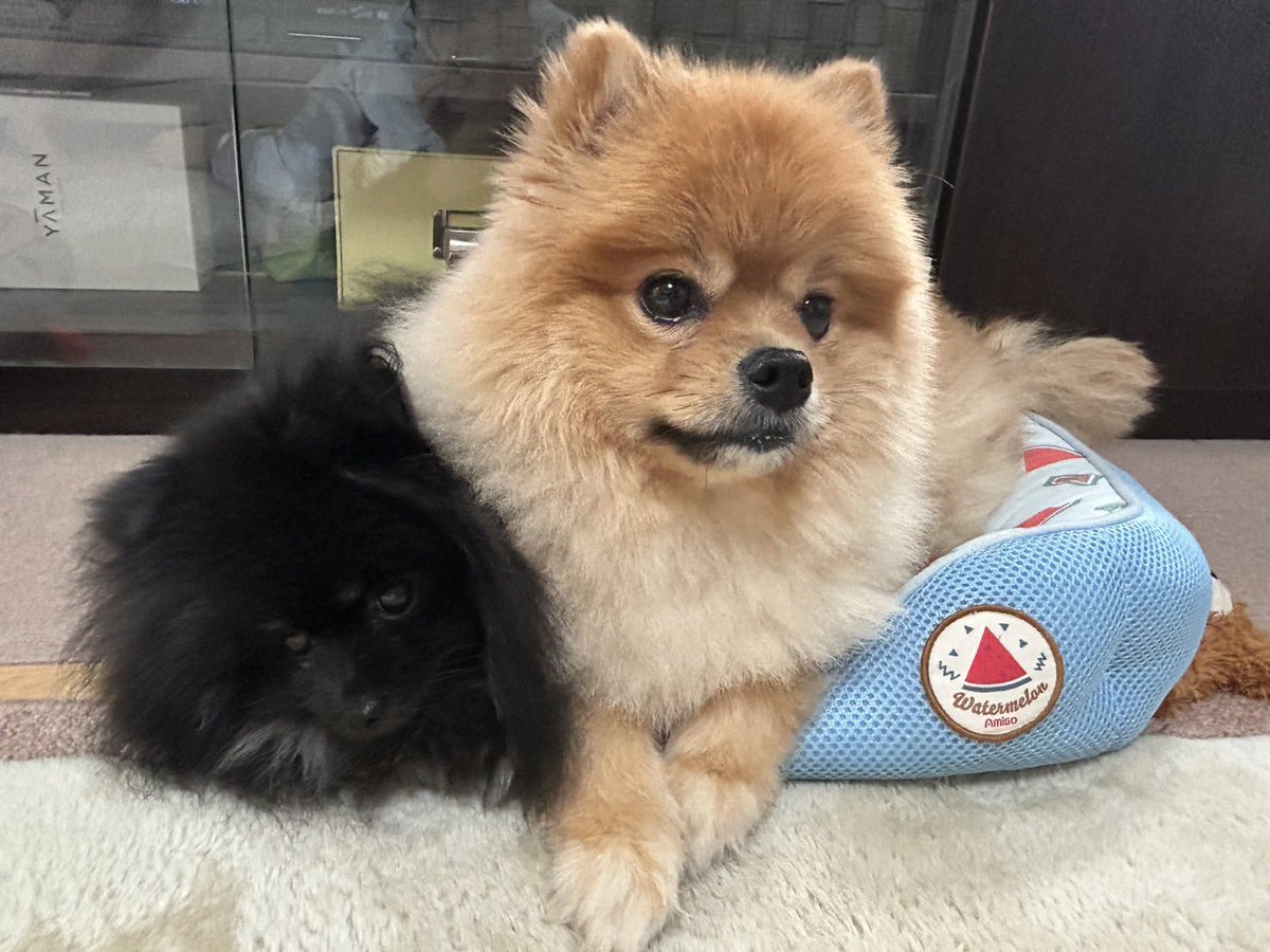 大好きなお兄ちゃんの重みなら耐えれる、、、‼️