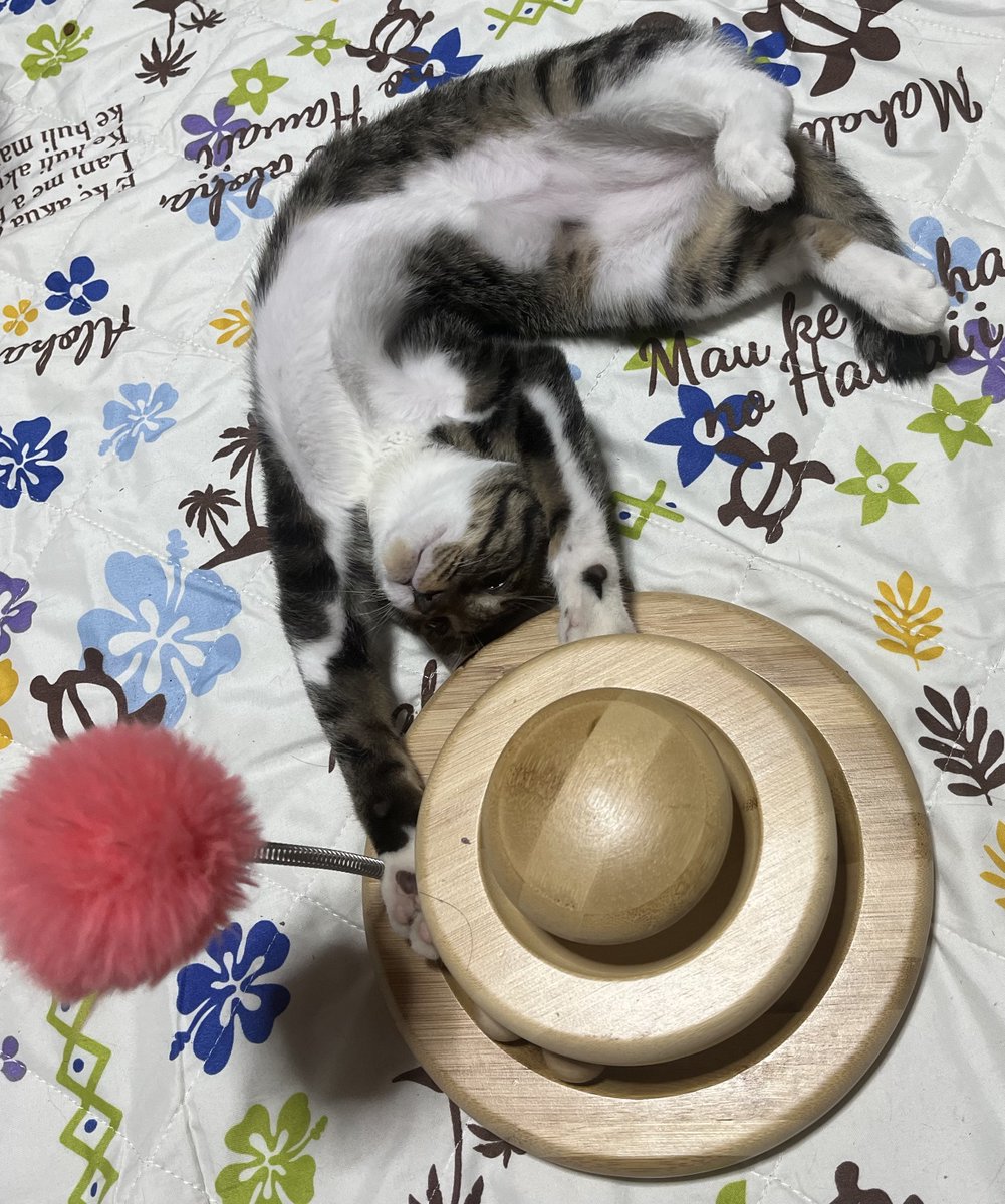 M1INIMUM's tweet photo. ねこ https://t.co/ICSuGLpfph