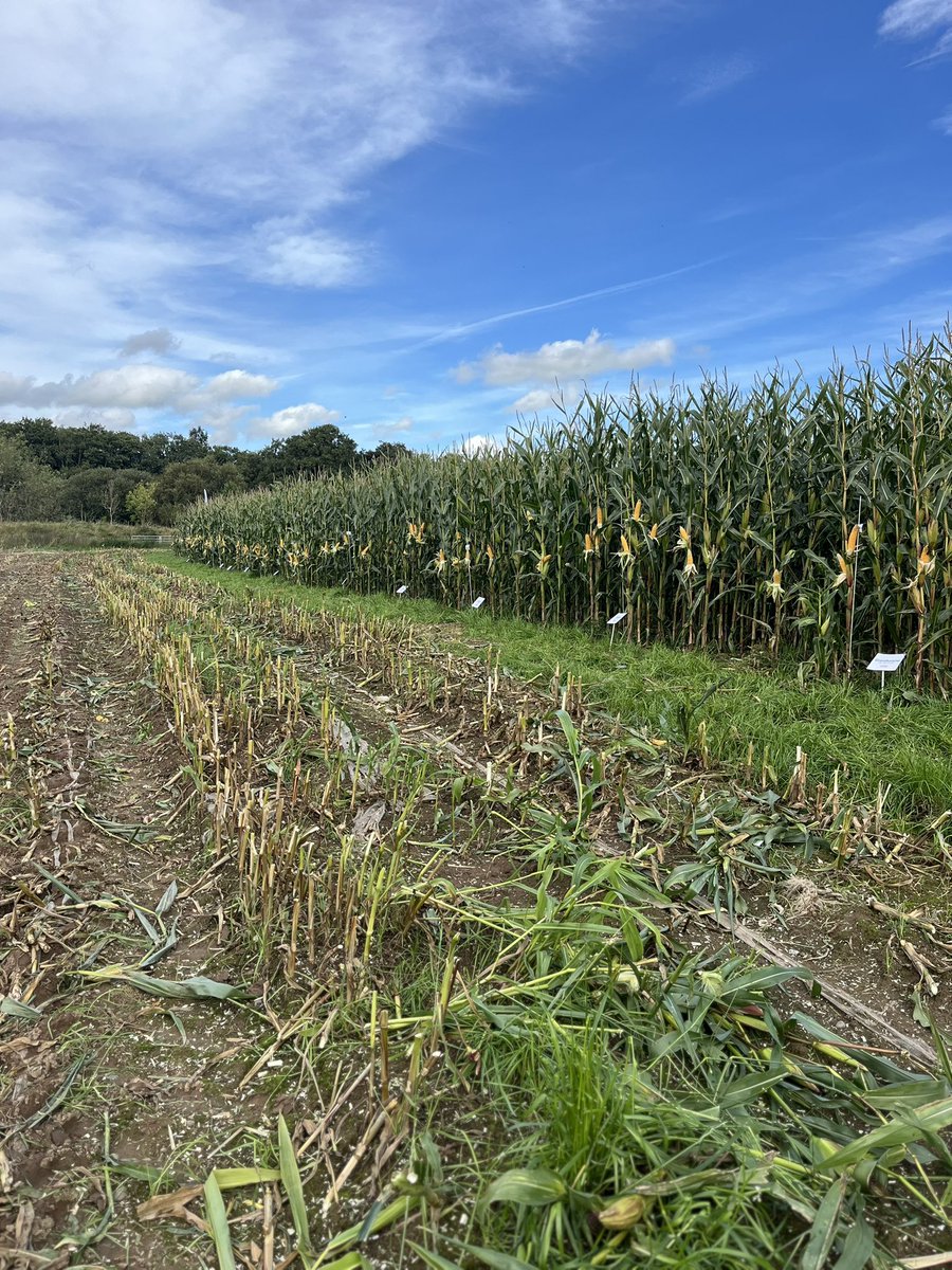 David Stead tweet media