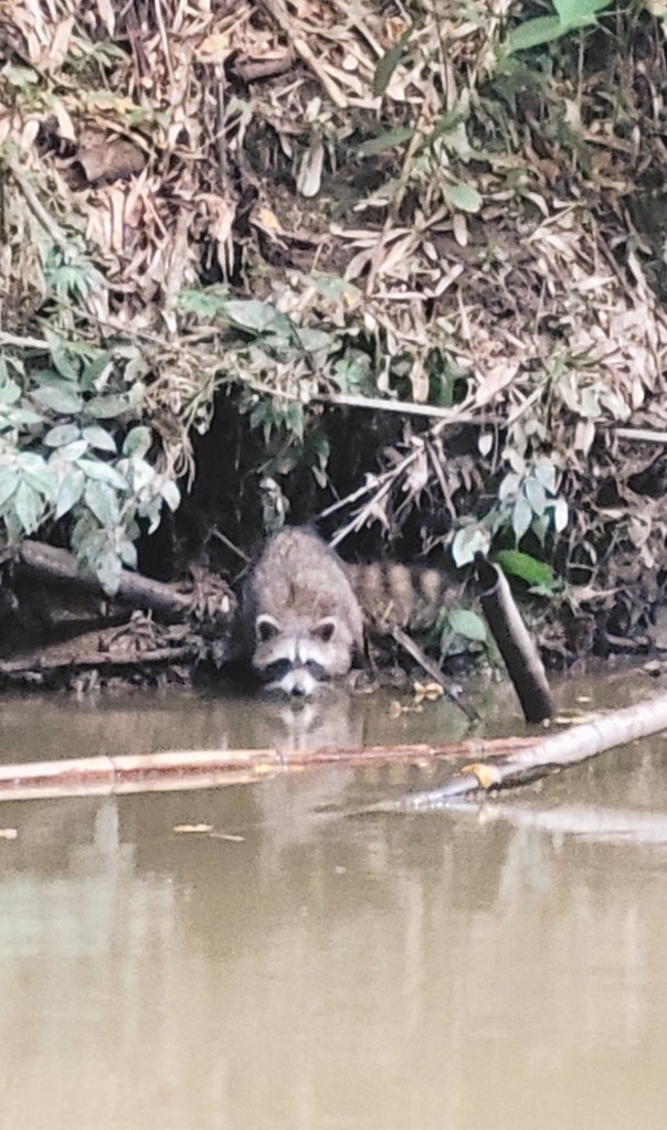 そいえば土曜日のプラ中､古敷谷にアライグマ居た🐻