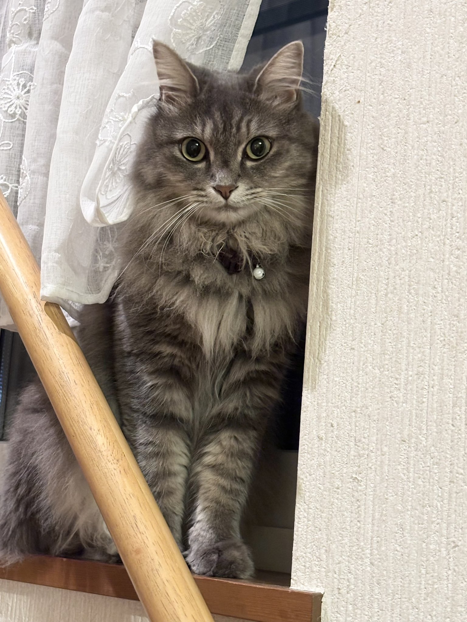 猫大好き様 リクエスト 6点 まとめ商品 桜色の猫様 リクエスト 6点 まとめ商品 - メルカリ